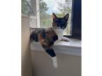 Adopt Evie a Domestic Shorthair / Mixed (short coat) cat in Hoover