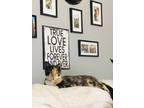 Adopt Duchess a Calico or Dilute Calico Calico / Mixed (short coat) cat in