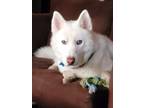 Adopt Niko a White Husky / American Eskimo Dog / Mixed dog in Dallas