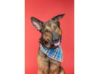 Adopt Astro a Brown/Chocolate - with Black German Shepherd Dog / Shepherd