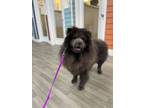 Adopt Jenny a Chow Chow