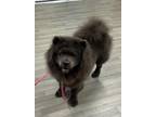 Adopt Baby B a Chow Chow