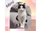 Adopt Mimi an adorable fun kitten! a Domestic Short Hair