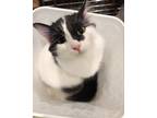 Adopt Nessie a Black & White or Tuxedo Domestic Longhair (long coat) cat in