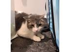 Adopt Puddle a Gray or Blue Domestic Shorthair (short coat) cat in Carlisle