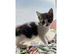 Adopt Blitz a Domestic Shorthair / Mixed (short coat) cat in Red Oak