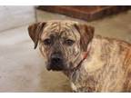 Adopt Brook a Terrier