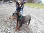 Adopt Echo and Kennick a Doberman Pinscher