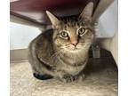 Adopt Ratte a Domestic Short Hair