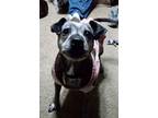 Adopt Maisy 422782 FosterHomeSuperSenior a Pit Bull Terrier