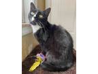 Adopt Zelda a Domestic Short Hair