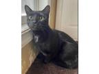 Adopt Lilith a Domestic Short Hair