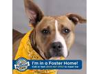 Adopt Dotty a Pit Bull Terrier