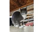 Adopt Pearl a Domestic Short Hair