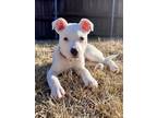 Adopt Aspen - DIAMOND PUP a Bull Terrier, Shepherd