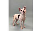 Adopt Abby a Pit Bull Terrier, Mixed Breed