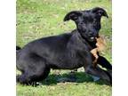 Adopt Xavier a Labrador Retriever, Rottweiler