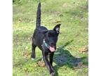 Adopt Nightcrawler a Labrador Retriever, Rottweiler