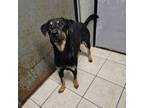 Adopt Cleo a Mixed Breed