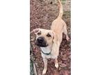 Adopt SANDY a Black Mouth Cur, Mixed Breed