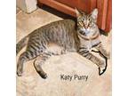 Adopt Katy Purry a Domestic Short Hair