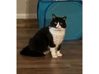 Adopt Kitty - North Conroe Petsmart a Domestic Long Hair, Tuxedo