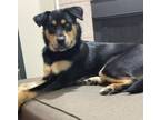 Adopt Gemma a Husky, Rottweiler