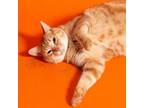 Adopt Maggie - City of Industry Location a Domestic Short Hair