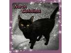 Adopt North Catolina a Domestic Short Hair