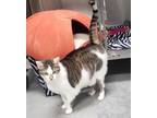 Adopt Chase a Tabby, Domestic Short Hair