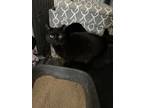 Adopt Lucy JN (Petsmart Taylors Adoption Center) a Domestic Short Hair