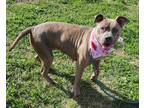 Adopt Brooke a Pit Bull Terrier