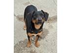 Adopt Kora a Black and Tan Coonhound, Border Collie