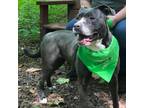 Adopt Marlie a American Staffordshire Terrier