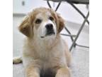 Adopt Bridgette a Great Pyrenees, Border Collie