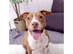 Adopt LaBella a Pit Bull Terrier
