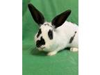 Adopt Brooke a Bunny Rabbit