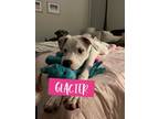 Adopt GLACIER a Labrador Retriever, Terrier