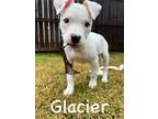 Adopt GLACIER a Labrador Retriever, Terrier