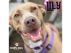 Adopt Lily a Labrador Retriever, Vizsla