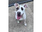 Adopt Roberta a Pit Bull Terrier