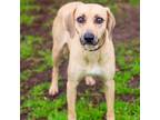Adopt Lilly 24-01-065 a Yellow Labrador Retriever, Mixed Breed