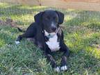 Adopt Daisy Mae a Labrador Retriever, Mixed Breed