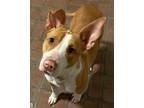 Adopt Verdie a American Staffordshire Terrier, Basenji