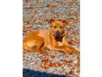 Adopt Scooby a Mixed Breed