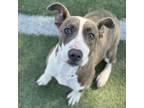Adopt Kelso a Mixed Breed