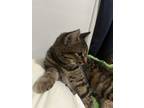 Adopt Luna a Domestic Short Hair