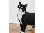 Adopt Lucia a Domestic Short Hair