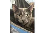 Adopt Gizzy or Gizmo (foster nickname) a Domestic Short Hair