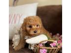Cavapoo Puppy for sale in Nacogdoches, TX, USA